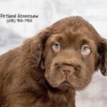 Mini Hippo Dog Adoption Guide