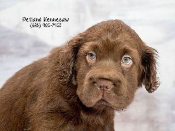 Mini Hippo Dog Adoption Guide